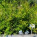 Punica granatum (Granátové jablko) ´MAXIMA RUBRA´ - výška 60-80 cm, kont. C3L (-16°C) Punica granatum (Granátové jablko) ´MAXIMA RUBRA´ - výška 60-80 cm, kont. C3L (-16°C)